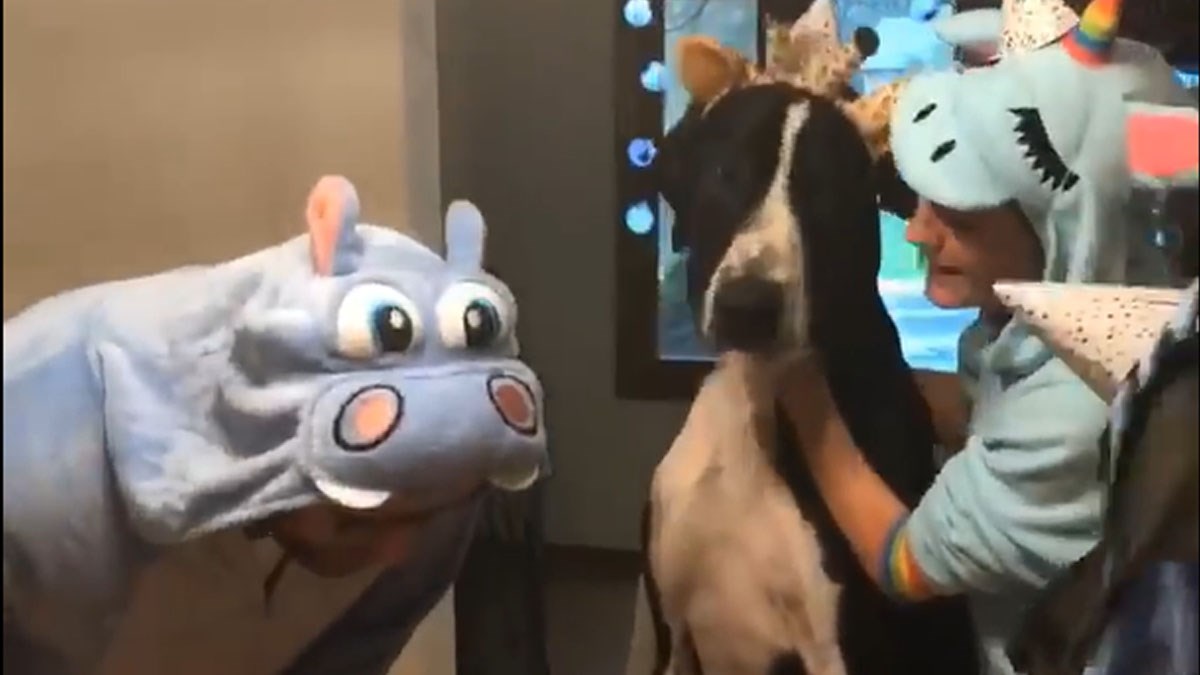 VIDEO Vlasnici su pripremili kostimirani party za rođendan svog ljubimca